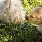 1630647014 372 West Highland White Terrier