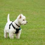 1630647014 488 West Highland White Terrier