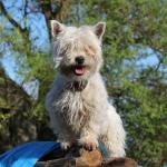 1630647014 491 West Highland White Terrier