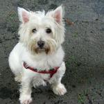 1630647014 547 West Highland White Terrier