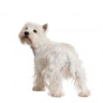 1630647014 551 West Highland White Terrier