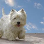 1630647014 693 West Highland White Terrier