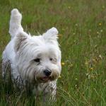 1630647014 894 West Highland White Terrier