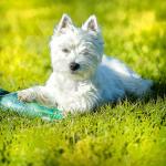 1630647014 969 West Highland White Terrier