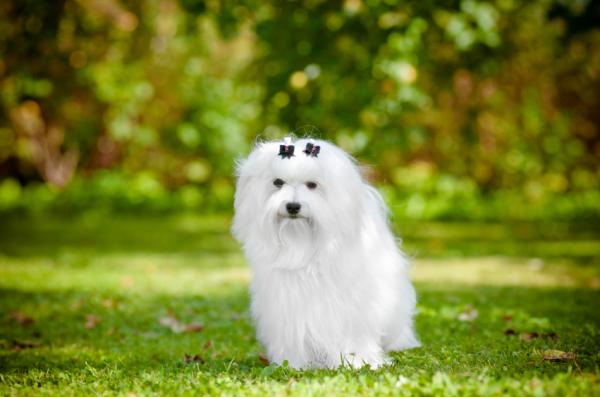 10 små hvite hunderaser - 3. Maltesisk Bichon