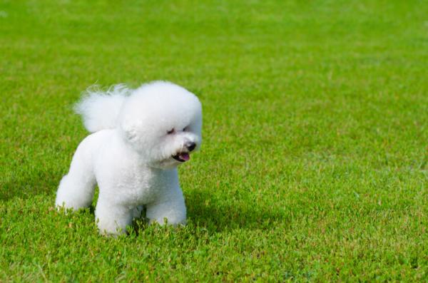 10 små hvite hunderaser - 2. Bichon frise