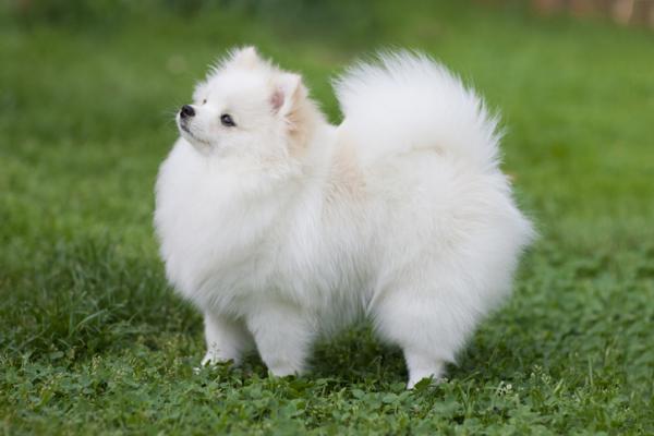 10 små hvite hunderaser - 6. Pomeranian