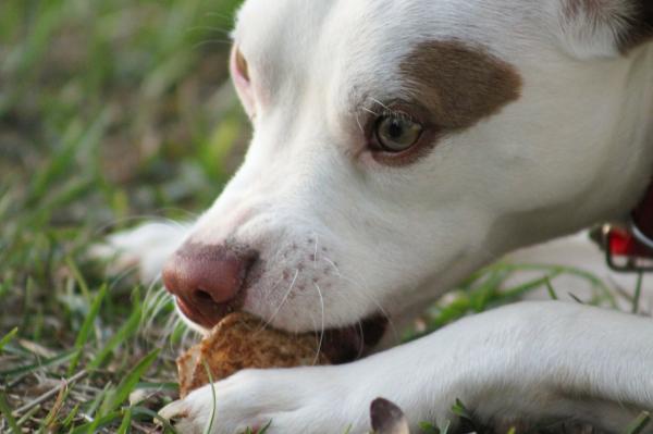 Forgiftning av hvitløk og løk hos hunder - symptomer og anbefalt dosering - Kan jeg gi hunden min hvitløk og løk?