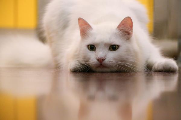 Omsorg for en hvit katt - Hvite katteøyne
