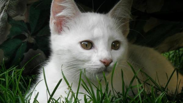 Omsorg for en hvit katt - Omsorg for en hvit kattes pels