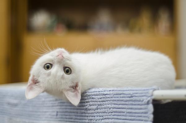 Ta vare på en hvit katt - Forskjeller med albinokatten
