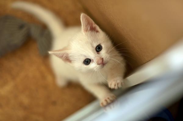 Omsorg for en hvit katt - Døvhet hos hvite og albino katter