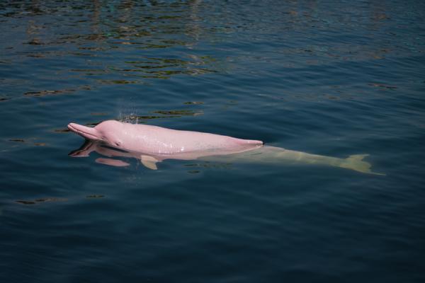 Den truede rosa delfinen - Årsaker - Hvordan beskytte den rosa delfinen?