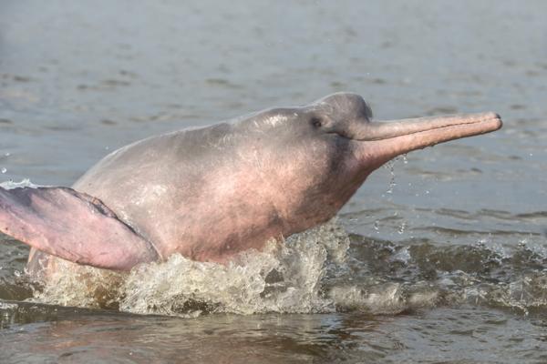 Den truede rosa delfinen - Årsaker - Kjennetegn på den rosa delfinen og hvor den lever