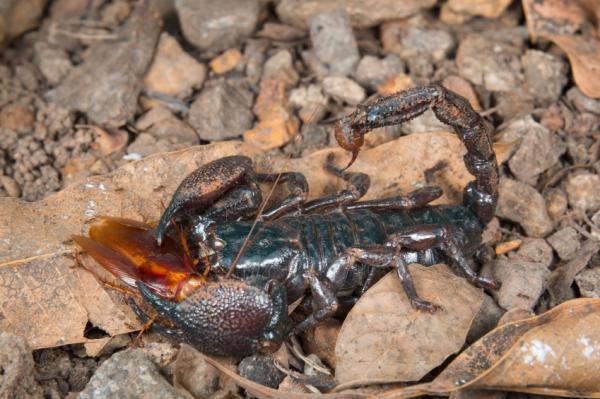 Keiser skorpion som kjæledyr - Keiser skorpion diett