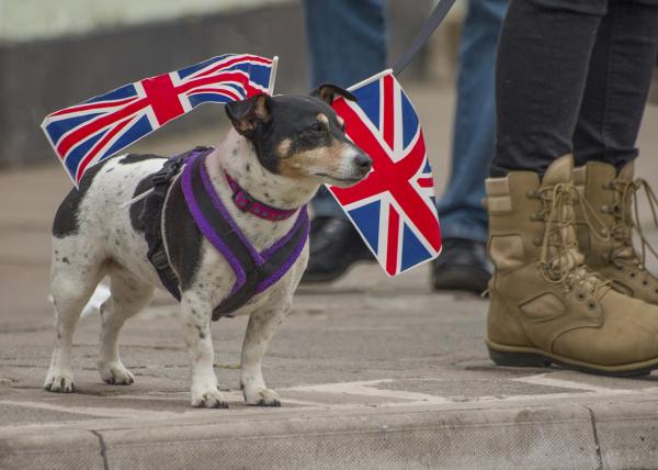 Engelske små hundenavn - Hvorfor velge engelske hundenavn?