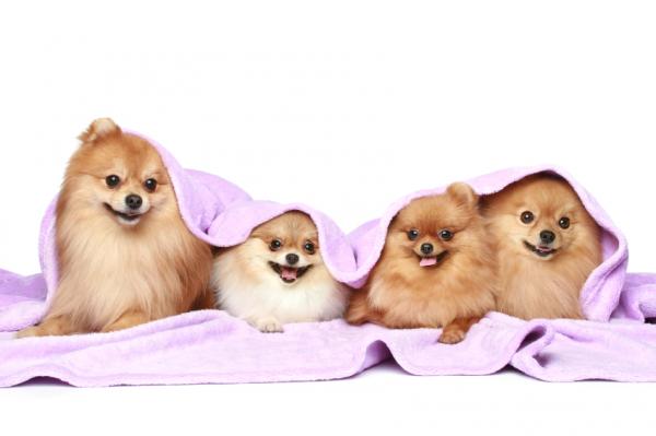 Navn på små hunder på engelsk - Navn på små hunnhunder på engelsk