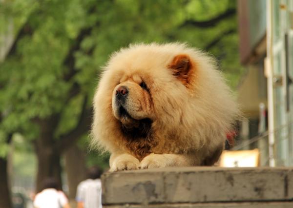 Hunderaser som ser ut som løver - 2. Chow chow