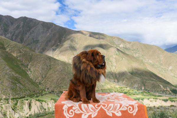 Hunderaser som ser ut som løver - 1. Tibetansk Mastiff