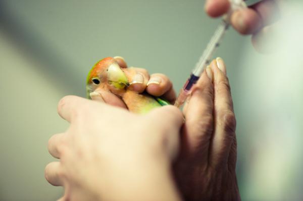 Koksidiose hos fugler - Behandling av koksidiose hos fugler