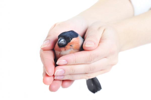 Koksidiose hos fugler - Symptomer på koksidiose hos fugler