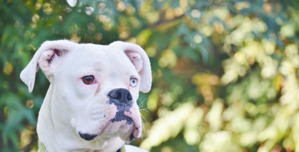 De vanligste sykdommene hos bokserhunder - Døvhet hos hvite bokserhunder