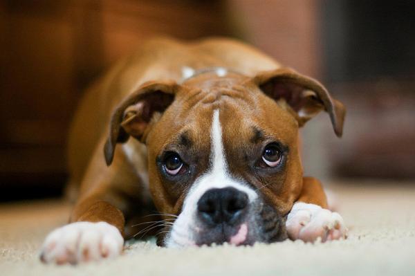 De vanligste sykdommene hos bokserhunder - Hypotyreose