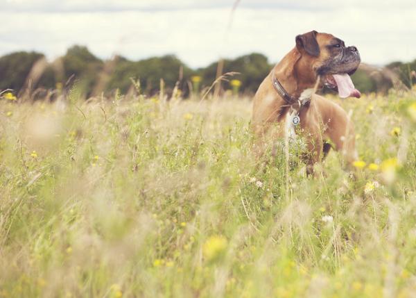 De vanligste sykdommene hos bokserhunder - Vær oppmerksom på å behandle sykdommen tidlig