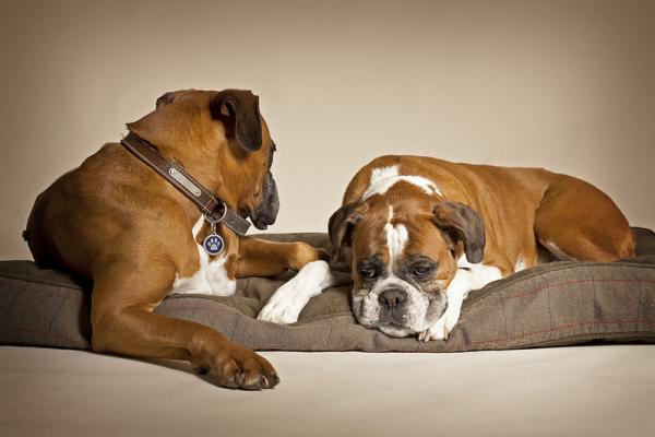 De vanligste sykdommene hos bokserhunder - hofteleddsdysplasi