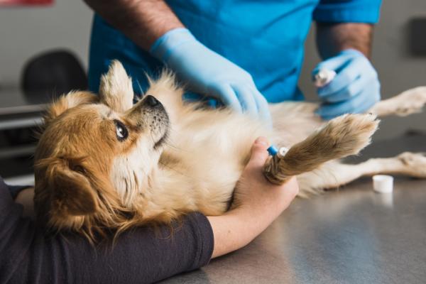 Furosemid hos hunder - dosering, bivirkninger og kontraindikasjoner - Hvordan fungerer furosemid for hunder?
