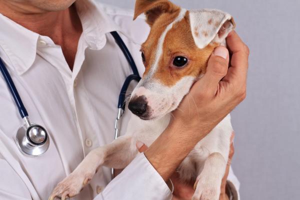Perforert ørebein hos hunder - Symptomer og behandling - Behandling av perforert ørebein hos hunder
