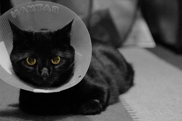 Førstehjelp for overkjørte katter - overfladiske sår