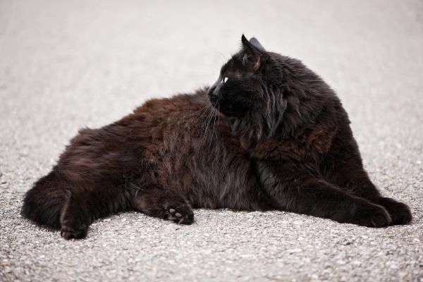 Førstehjelp for overkjørte katter - tilstand av sjokk