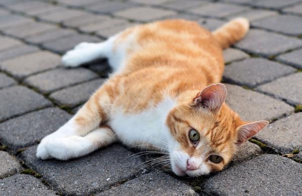 Førstehjelp for overkjørte katter - Hvordan håndtere overkjøring
