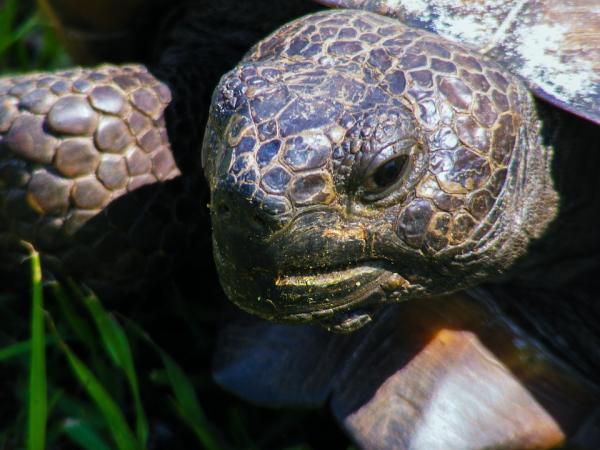 De vanligste sykdommene hos vann- og landskilpadder - Øyeproblemer