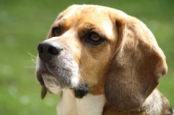 Mengden mat til en beagle - Hvor mye skal en eldre beagle spise