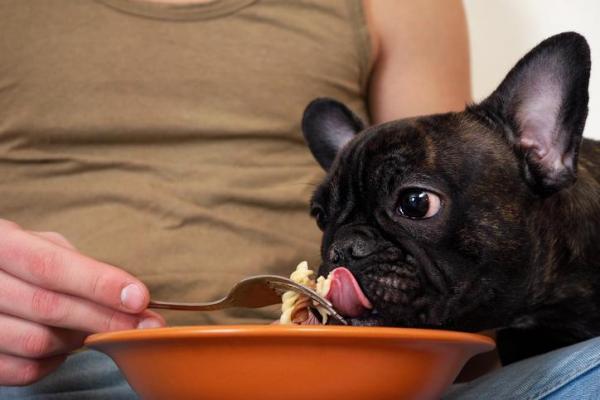 Kan hunder spise pasta?  - Symptomer på dårlig fordøyelse hos hunder