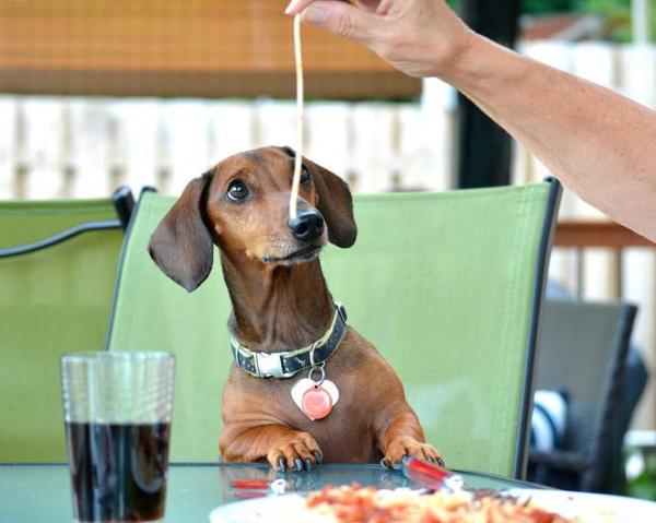 Kan hunder spise pasta?  - Er det ille å gi pasta til hunder?