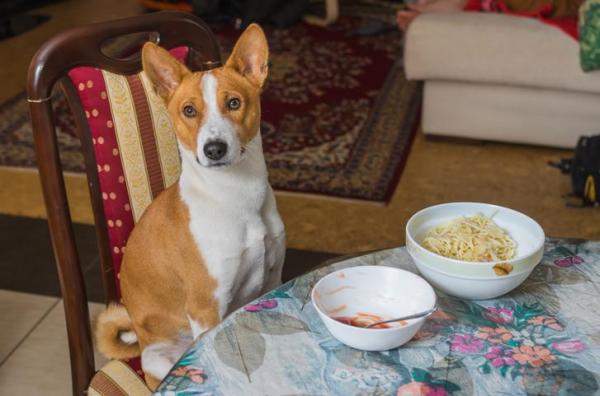 Kan hunder spise pasta?  - Daglig mengde hjemmelaget hundemat med pasta