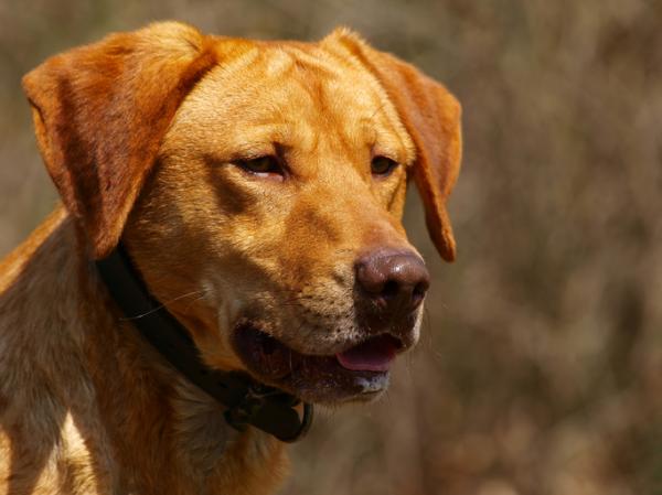 Italienske hunderaser - 9. Maremma Shepherd