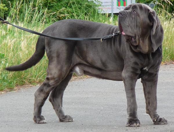 Italienske hunderaser - 1. Napolitansk Mastiff