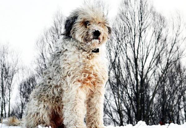 Italienske hunderaser - 7. Bergamasco Shepherd