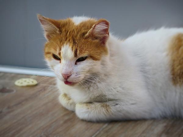 Nyrestein hos katter - symptomer og behandling - Hva er nyrestein?