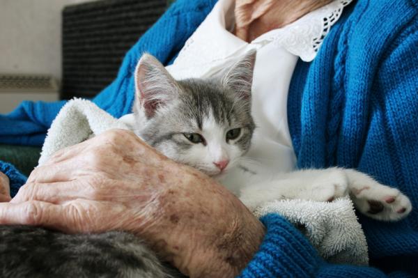 Nyrestein hos katter - symptomer og behandling - er det mulig å forhindre?