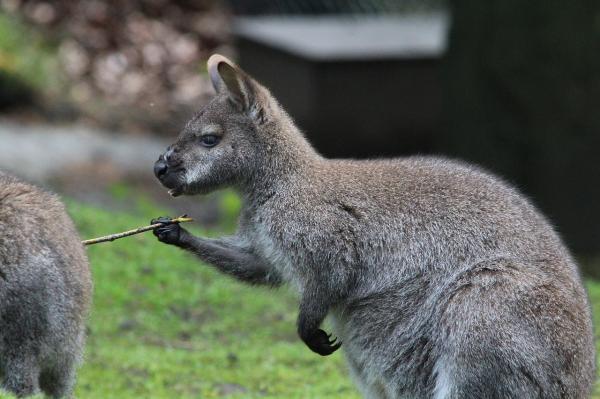 Forskjeller mellom kenguru og wallaby - poter og habitat 