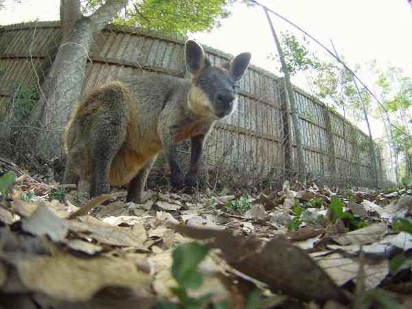 Forskjellen mellom kenguru og wallaby - forventet levetid