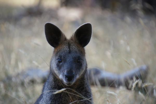 Forskjeller mellom kenguru og wallaby - tenner og fôring