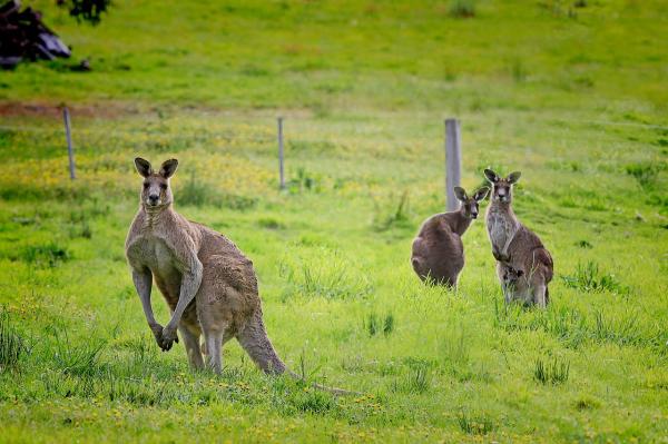 Forskjeller mellom kenguru og wallaby - Farge