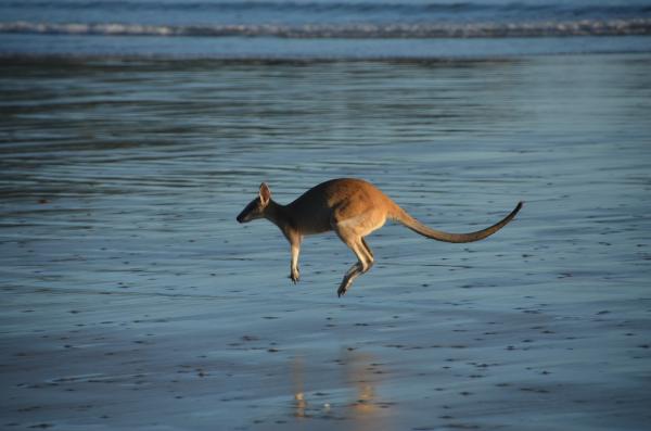 Forskjellen mellom kenguru og wallaby - Størrelsen 