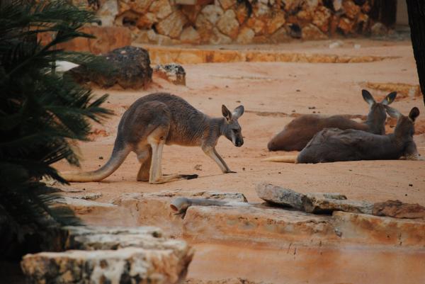 Forskjeller mellom kenguru og wallaby - reproduksjon og oppførsel